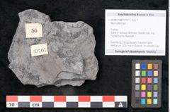 Foto (Objekt + Etikett) von Neuropteris sp.  (NHMW-GEO-2024-0188-10707)